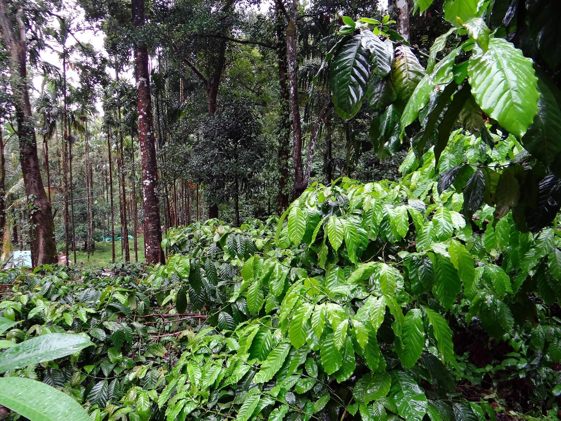 koffie plantage groen